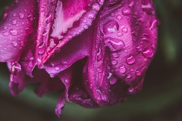 Download Free Purple Tulip Backgrounds with Water Droplets in JPG Format