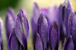 Download Free Crocus Meadow Close Up Spring Backgrounds in JPG Format for Graphic Design and Social Media Page Styling