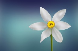 Stunning White Flower Spring Backgrounds - Free Download for Graphic Design and Social Media Styling