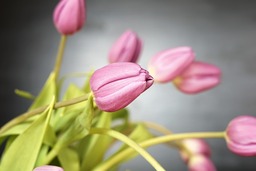 Tulip and Flower Images for Free Download: Perfect for Spring Backgrounds!