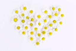 Daisy Heart Backgrounds for Spring: Free Download in JPG Format
