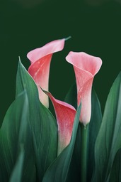 Get Your Free Spring Calla Lily Phone Wallpaper with Flowers Background