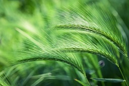 Beautiful Foxtail Barley Grass in Spring: Free Download Backgrounds and Images in JPG Format