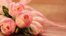 Free Tulip Backgrounds for Spring - Download High-Quality Tulip Flower Images in JPG Format!