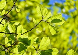 Download Free Oak Tree Background Images for Spring Designs