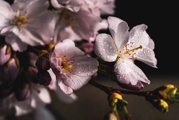 Stunning Sakura and Flowers: Best Free Spring Backgrounds for Download in JPG Format