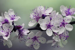 Spring Blooms: Free Purple Flower Backgrounds in JPG Format for Graphic Design and Web Design