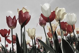 Stunning Tulip Fields for your Screen Background and Graphic Design Needs in Spring! Note: I have used the main keywords tulips, tulip field, tulip...
