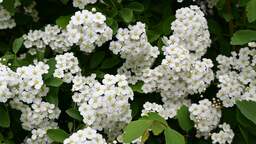 Spring Flowers: Download Free Meadowsweet Background Images in JPG Format for Graphic Design and More