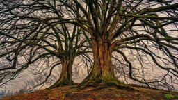 Discover the Beauty of Spring: Free Downloadable Tree and Nature Backgrounds in JPG Format