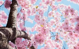 Captivate with Stunning Japanese Cherry Blossom Spring Backgrounds - Download for Free in JPG Format