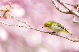 Stunning Eye-Catching Images of Birds, Branches, and Spring - Download for Free!