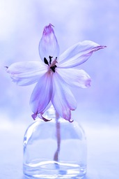 Beautiful Flower Images for Spring: Free Downloads and Backgrounds in JPG Format