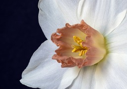 Narcissus and Daffodil on Yellow Background: Free Downloads for Graphic Design and Social Media