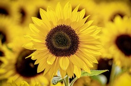 Bring Sunshine to Your Screen with Free Downloadable 4k Sunflower Wallpapers and Yellow Backgrounds