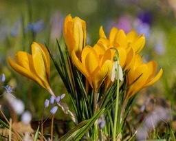Download Stunning Yellow Crocus Flower Images with Yellow Background - Free for Graphics, Web & Social Media Design