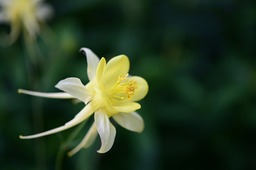 Columbine Flowers on Yellow Background: Free JPG Images for Graphic Design and Web Design