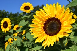 Free Downloadable Yellow Sunflower Images for Graphic Design and Social Media Pages