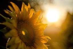 Beautiful and Free Sunflower and Sunset Images on a Yellow Background