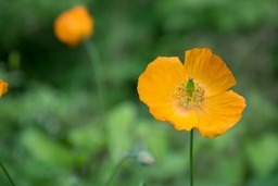 Free Downloadable Yellow Poppy Images and Yellow Backgrounds