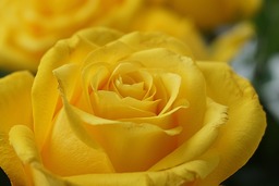 Stunning Yellow Roses on Yellow Background - Free Download for Graphic Design
