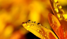 Dripping Yellow Petals on Yellow Background: Free Downloadable JPG Images for Graphic and Web Design