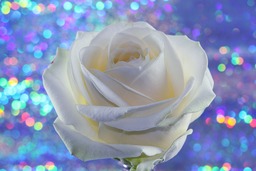 Download Stunning Rose and White Flower Images with Glitter Backgrounds for Free