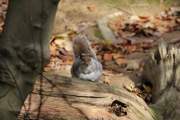 Squirrel and Wildlife-Themed Backgrounds: Free Downloads of Nature-Inspired Fallen Leaf Backgrounds