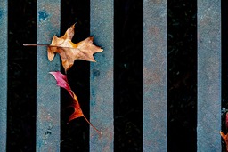 Get Stunning & Free HD Wallpaper with Leaves and Nature Backgrounds