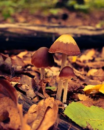 Discover Stunning Fungi and Fallen Leaf Backgrounds in JPG Format - Free Download!