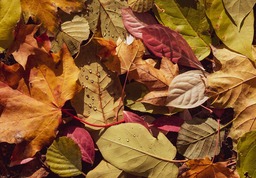 Natural Fall Vibes: Free Downloadable Laptop Wallpapers and Backgrounds of Leaves