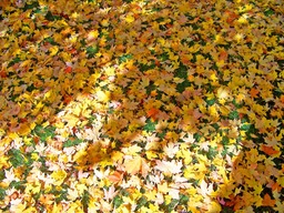 Autumn and Fall Inspired Backgrounds: Free Downloadable Fallen Leaf and Nature Backgrounds in JPG Format for Graphic Design and More