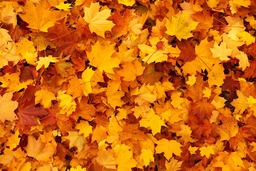 Stunning Autumn Leaves Wallpaper in 4k: Popular Backgrounds Free for Download