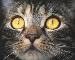 Download Free Beautiful Cat and Mac Wallpapers - Popular Backgrounds in JPG Format
