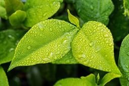 Green Foliage Wallpaper: Popular Backgrounds for Free Download