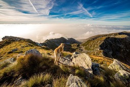 Free Downloadable Dog and Mountain Wallpapers - Popular and Stylish Backgrounds for your Devices