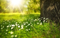 Discover the Beauty of Nature with Flower and Meadow Sunlight Wallpapers - Download Free Popular Wallpaper and Backgrounds in JPG Format