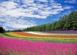 Beautiful Flower Fields and Blooming Flowers - Stunning Wallpapers and Backgrounds for Free Download