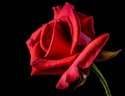 Free Downloadable Rose and Flower Wallpapers - Popular and Stunning Flower Backgrounds