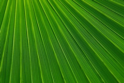 Get Stunning Leaf and Popular Wallpaper for your Windows and Laptop - Free Download