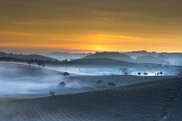 Tea Plantation Landscape in Vietnam: Download Popular Wallpaper and Backgrounds Free in JPG Format