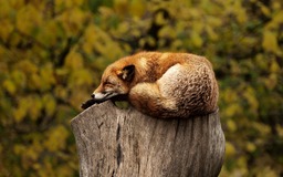 Fox Sleeping: A Collection of Popular Wallpapers and Backgrounds for Download