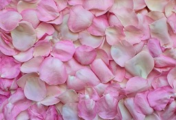 Beautiful Pink Rose Petals - High Quality HD Wallpaper for Your Desktop and Social Media Pages - Free Download