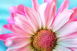 Beautiful Flower and Nature Wallpapers: Free Download in JPG Format - Popular and Stylish Flora Backgrounds