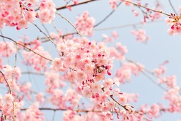 Beautiful Cherry Blossom Tree Pink Flower Backgrounds: Popular Wallpaper For Free Download