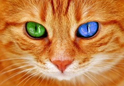 Beautiful Cat Images: Free Download in JPG Format for Graphic Design and Social Media Styling