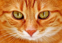Download Free Beautiful Cat Images and Backgrounds in JPG Format for Web and Graphic Design