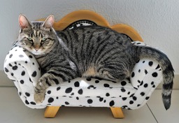 Free Downloadable Cat, Tiger, and Sofa Images and Backgrounds for Beautiful and Unique Designs