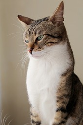Download Free Beautiful Cat Images and Backgrounds in JPG Format