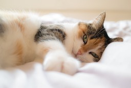 Free Download: Stunning Animal Portraits of Domestic Cats | Beautiful Cat Images and Pictures with High-Resolution JPG Format for Graphic Design and Social Media Styling